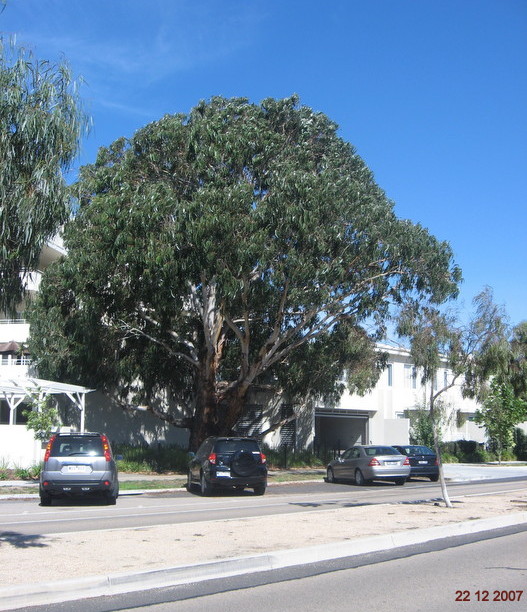 Appeared to be in its prime
