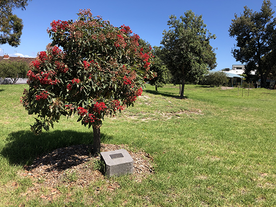 Fred Jackson Reserve, Garden City. Photo by David Thompson.